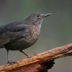 The Living Forest (671) : Blackbird