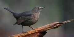 The Living Forest (671) : Blackbird