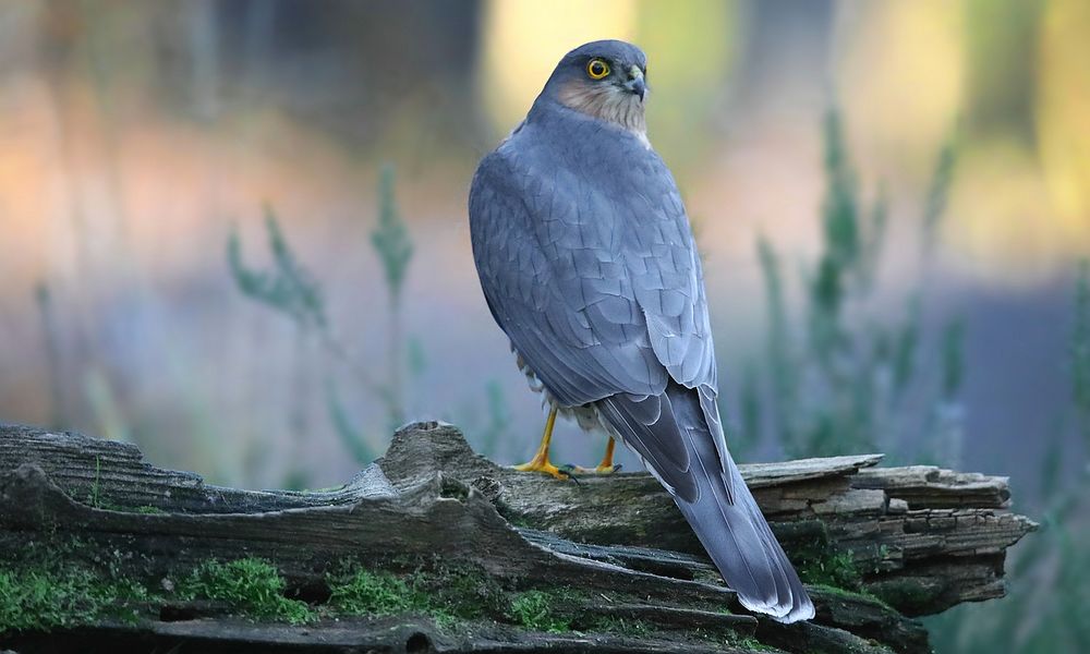 The Living Forest (672) : Sparrowhawk