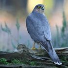 The Living Forest (672) : Sparrowhawk