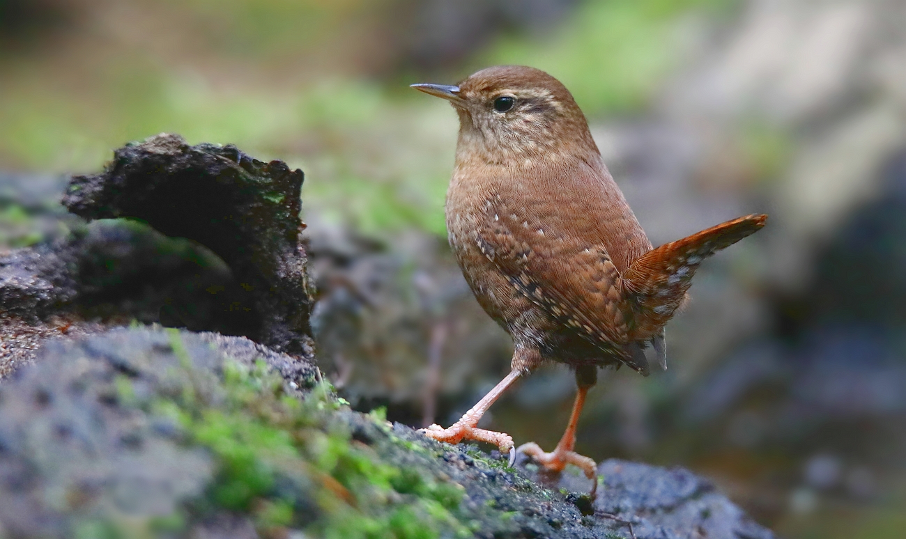 The Living Forest (673) : Wren