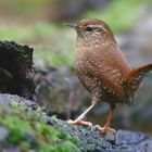 The Living Forest (673) : Wren