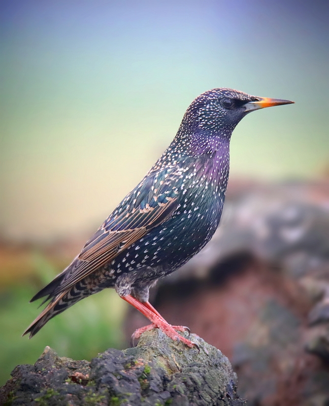 The Living Forest (674) : Starling