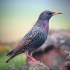 The Living Forest (674) : Starling