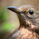 The Living Forest (676) : Blackbird