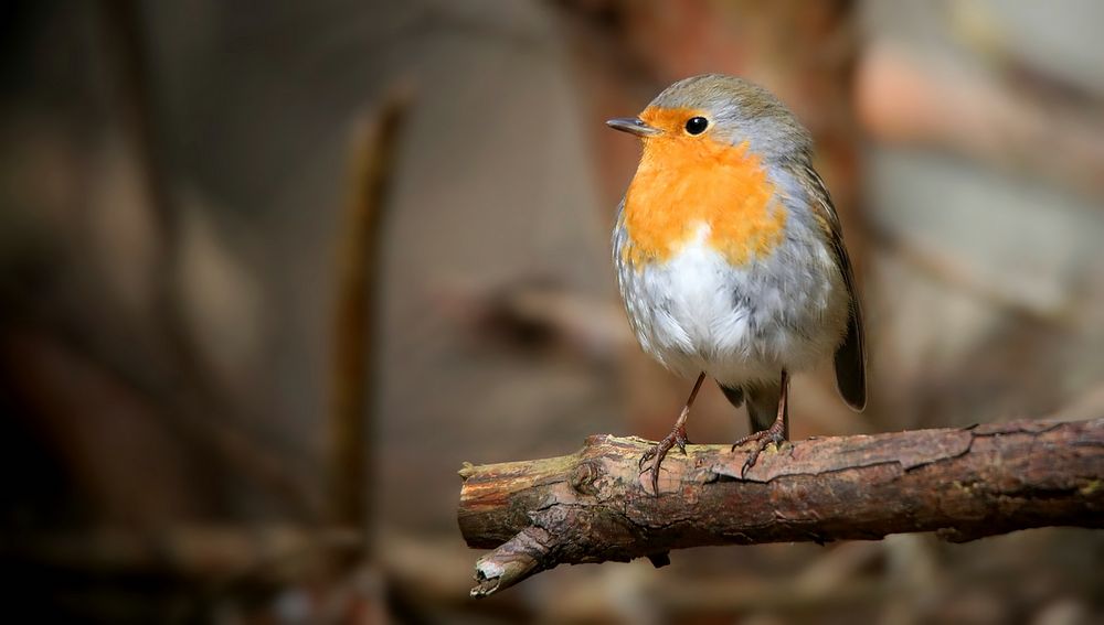 The Living Forest (677) : Robin
