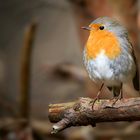 The Living Forest (677) : Robin