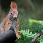 The Living Forest (678) : Laughing squirrel