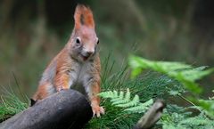 The Living Forest (678) : Laughing squirrel