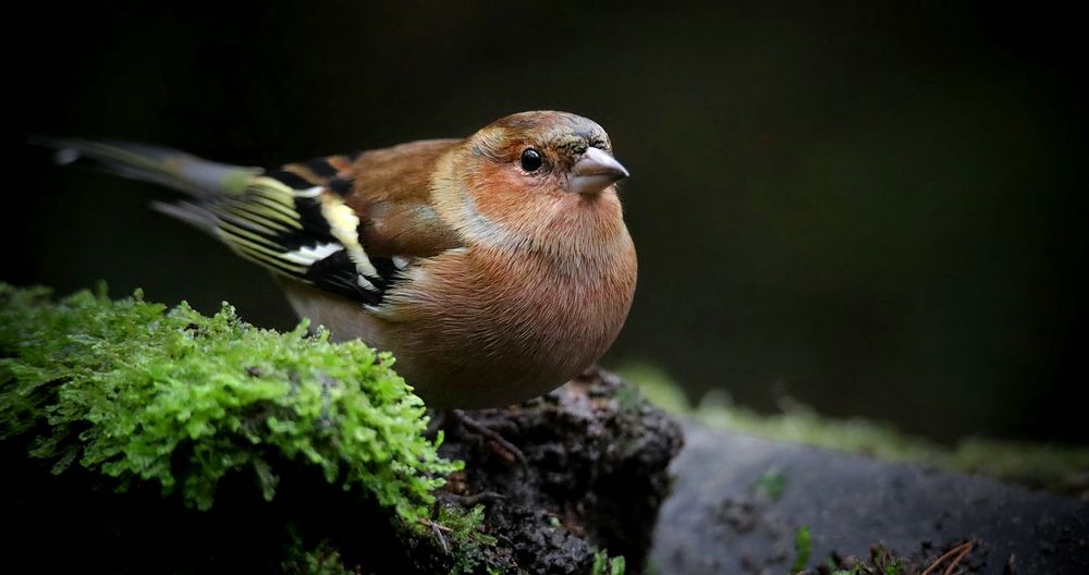 The Living Forest (679) : Chaffinch