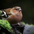 The Living Forest (679) : Chaffinch