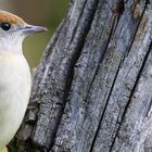 The Living Forest (680) : Blackcap