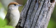 The Living Forest (680) : Blackcap