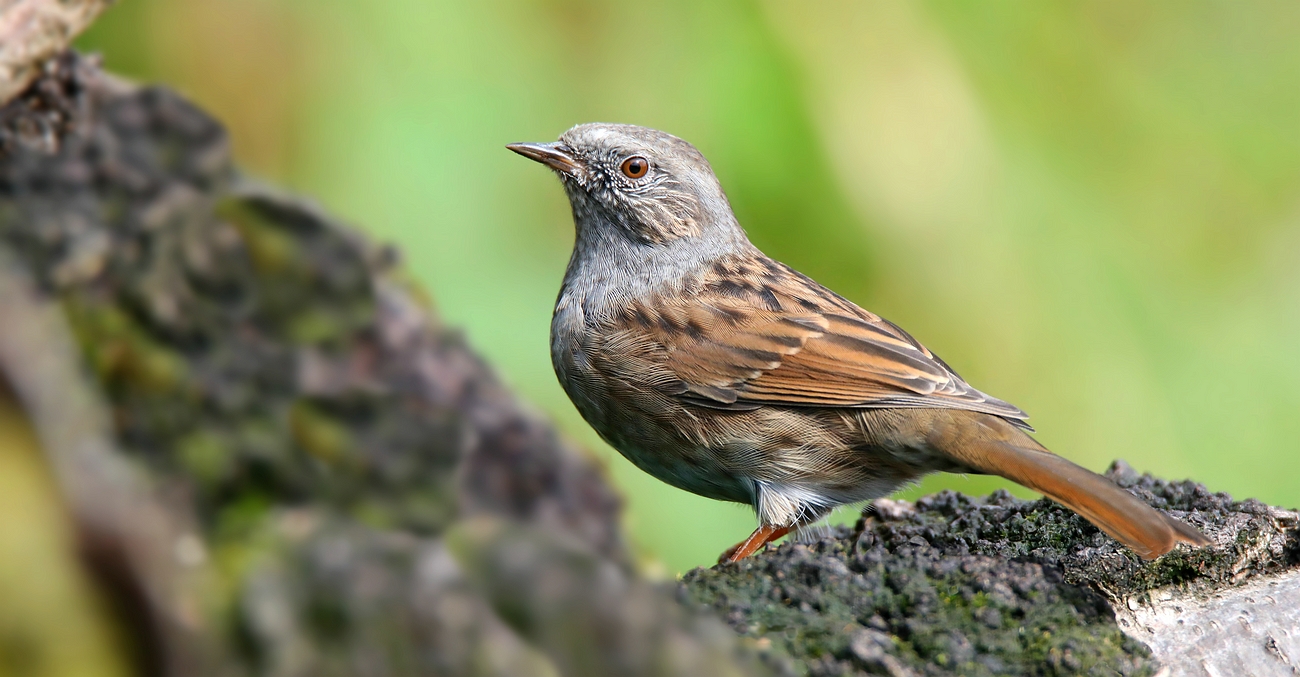 The Living Forest (681) : Dunnock