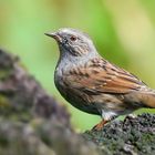 The Living Forest (681) : Dunnock