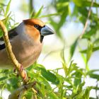 The Living Forest (683) : Hawfinch