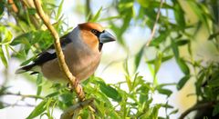 The Living Forest (683) : Hawfinch