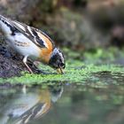 The Living Forest (684) : Brambling