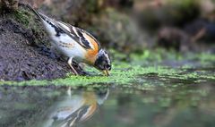 The Living Forest (684) : Brambling