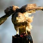 The Living Forest (685) : Buzzard