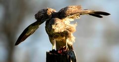 The Living Forest (685) : Buzzard