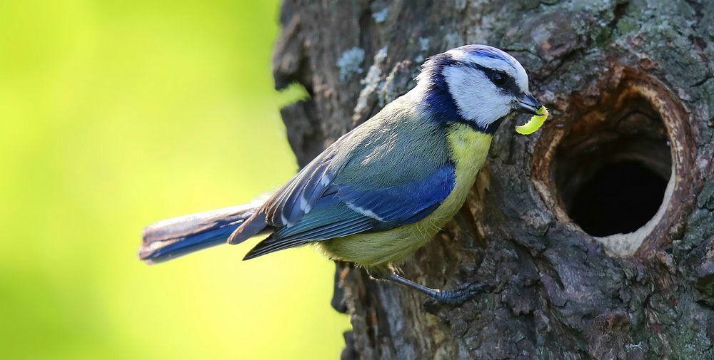 The Living Forest (686) : Blue Tit