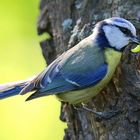 The Living Forest (686) : Blue Tit