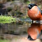 The Living Forest (687) : Bullfinch