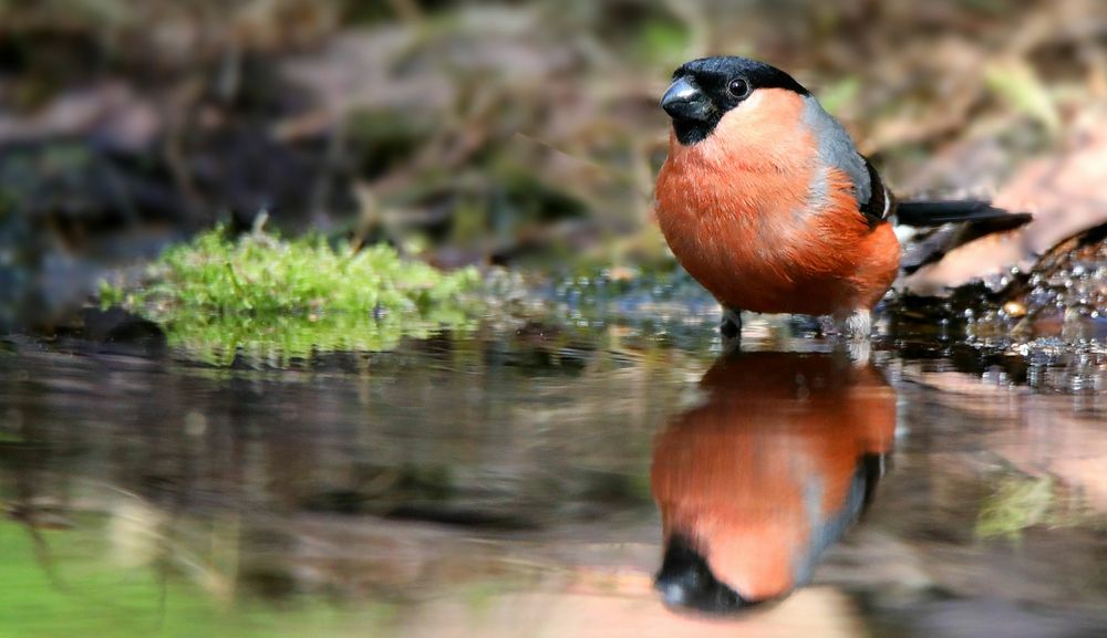 The Living Forest (687) : Bullfinch