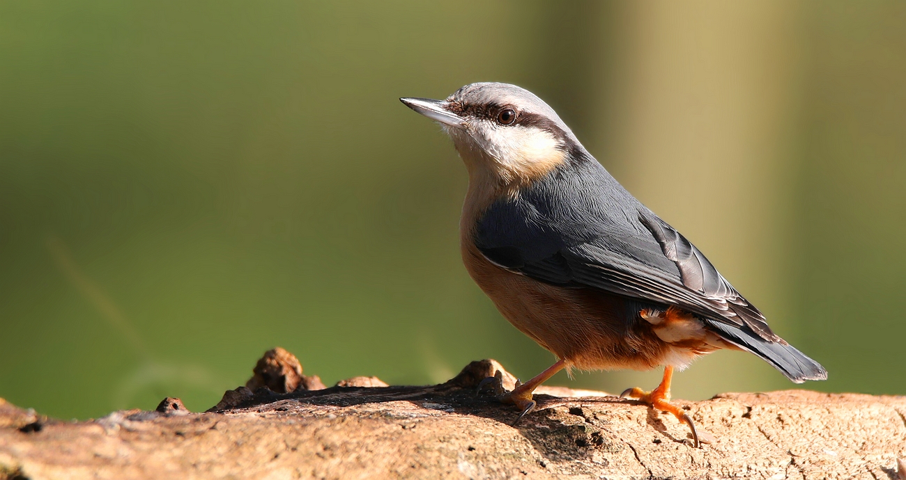 The Living Forest (688) : Nuthatch