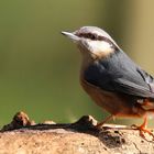The Living Forest (688) : Nuthatch