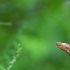 The Living Forest (689) : Spotted Flycatcher