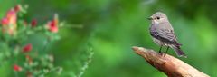 The Living Forest (689) : Spotted Flycatcher