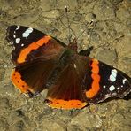 The Living Forest (69) : Red Admiral