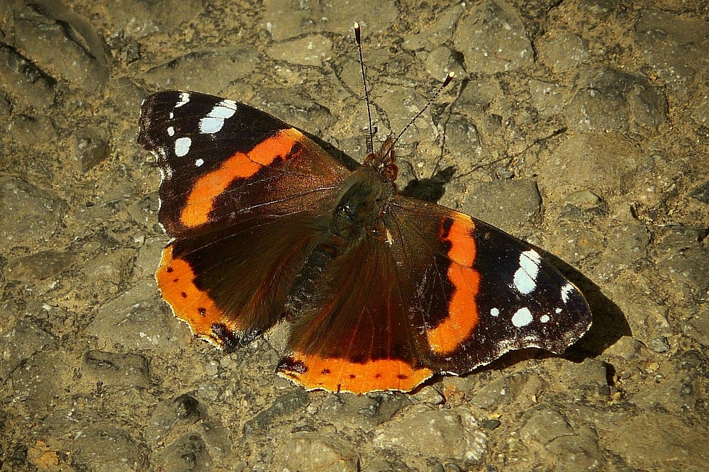 The Living Forest (69) : Red Admiral