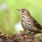 The Living Forest (690) : Tree Pipit 