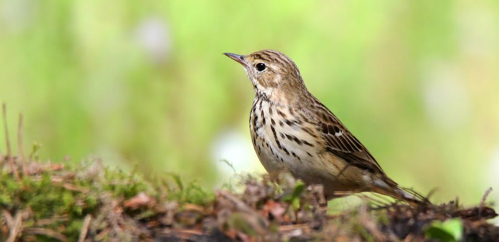 The Living Forest (690) : Tree Pipit 