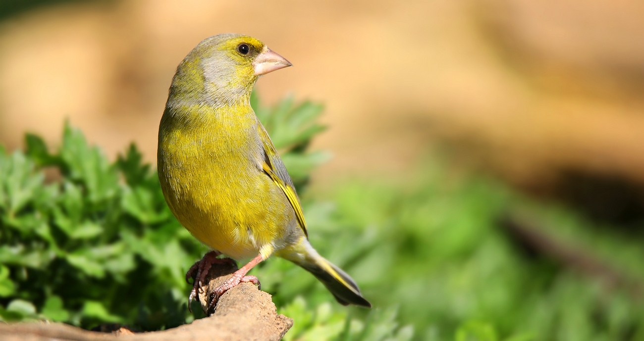 The Living Forest (691) : Greenfinch