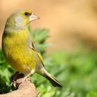 The Living Forest (691) : Greenfinch