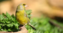 The Living Forest (691) : Greenfinch