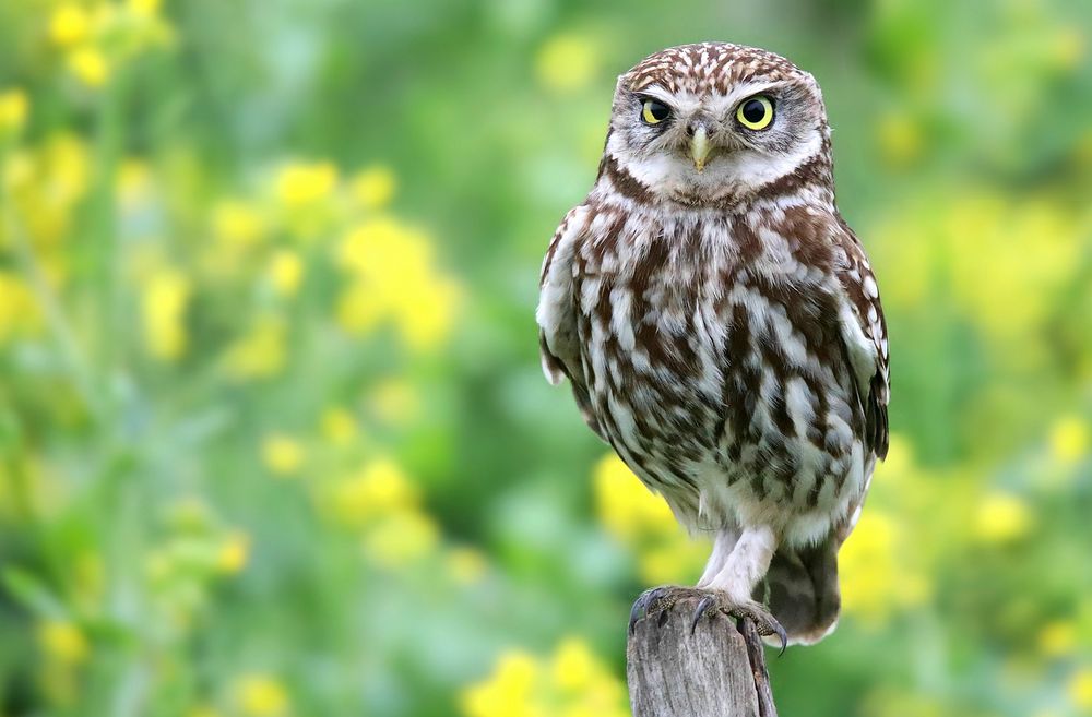 The Living Forest (692) : Little Owl