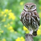 The Living Forest (692) : Little Owl