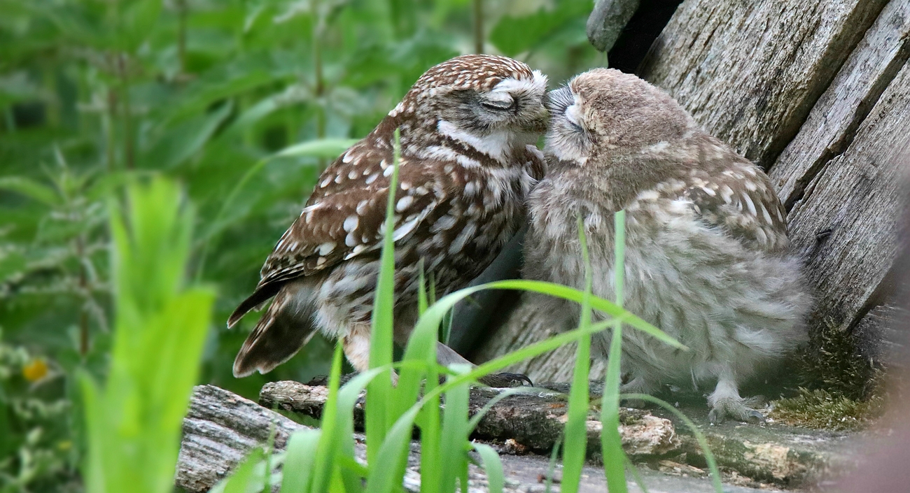 The Living Forest (693) : Little Owl