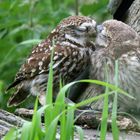 The Living Forest (693) : Little Owl