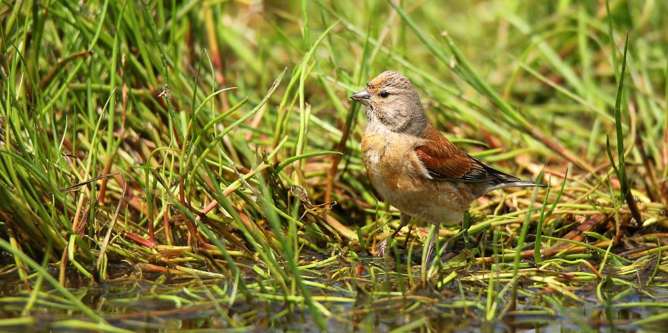 The Living Forest (694) : Linnet