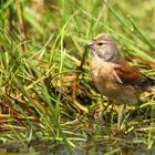 The Living Forest (694) : Linnet