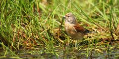 The Living Forest (694) : Linnet