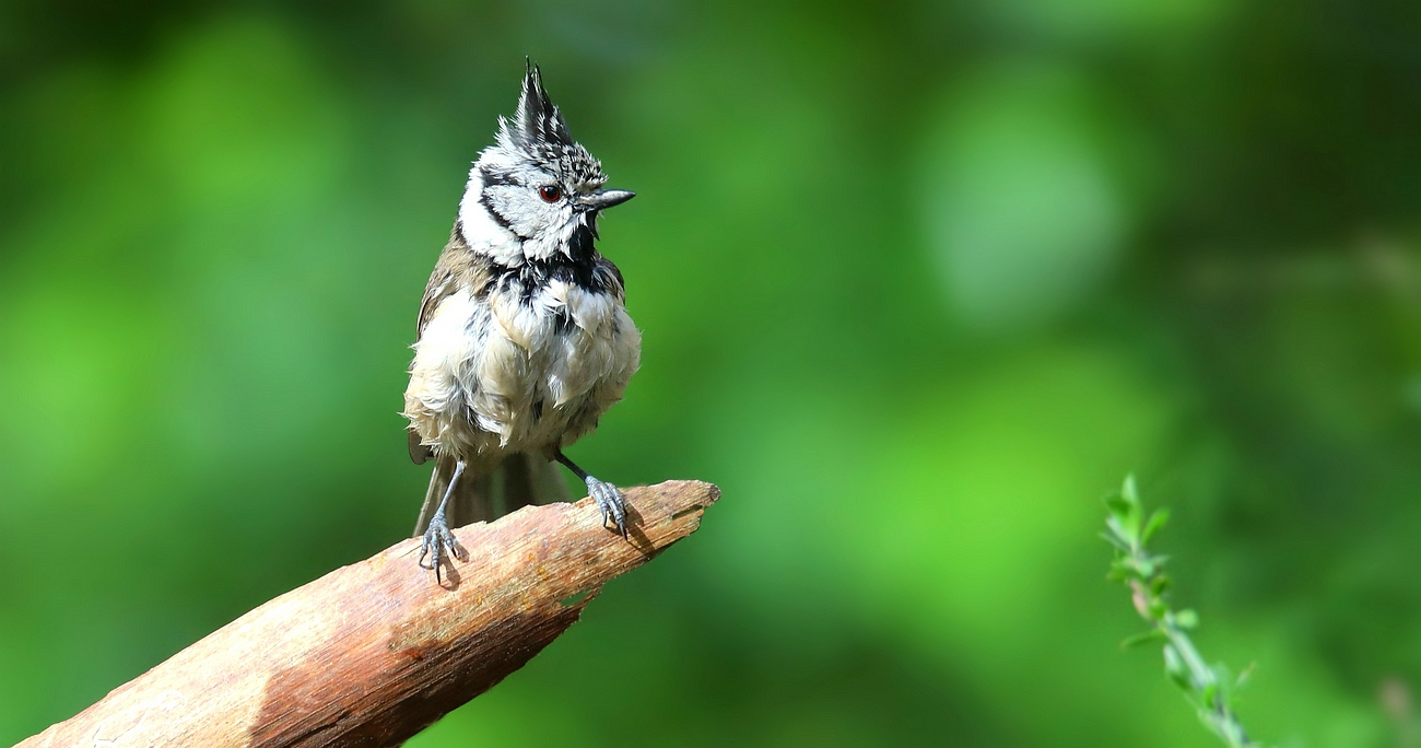 The Living Forest (695) : Crested Tit