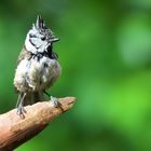 The Living Forest (695) : Crested Tit