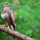 The Living Forest (696) : Buzzard